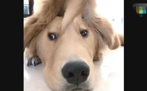 金毛爆料视频,娱乐圈幕后真相大曝光 第3张 金毛爆料视频,娱乐圈幕后真相大曝光 第3张